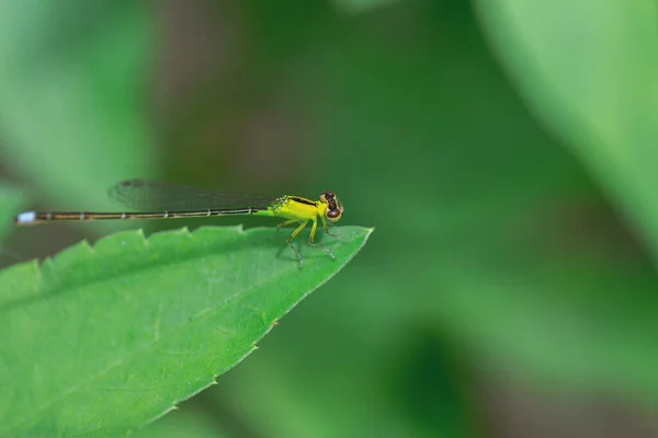 Closeup Dragonfly Leaf — Stock Photo, Image