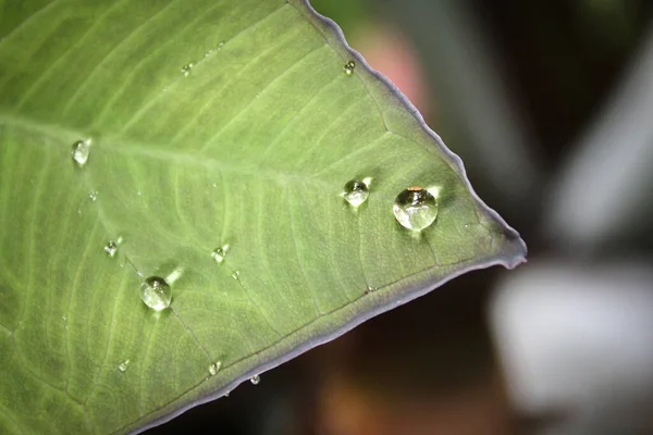 Closeup Shot Waterdrops Green Leaf — Stock Photo, Image