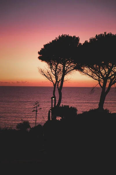 Una Bella Vista Alberi Vicino Mare Uno Sfondo Tramonto Fiamme — Foto Stock