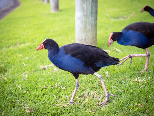 Pukeko Batı Mor Swamphen Porphyrio Porphyrio Kuşunun Yeşil Çimenlikteki Görüntüsü — Stok fotoğraf