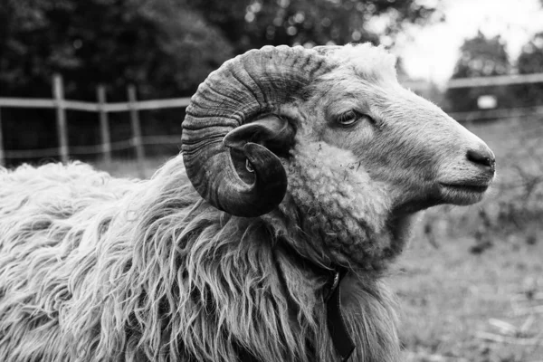 Graustufen Eines Widders Auf Dem Feld — Stockfoto