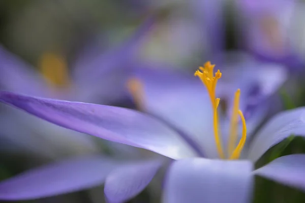 Selective Focus Shot Pollens Beautiful Purple Flower — Zdjęcie stockowe