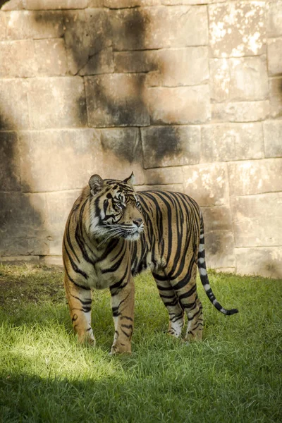 Fuengirola Spanyolország 2019 November Egy Szumátrai Tigris Függőleges Képe Bioparc — Stock Fotó