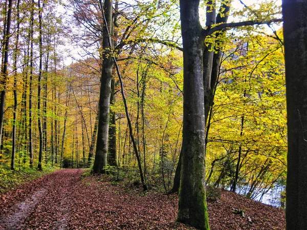 Belo Caminho Coberto Folhas Caídas Cercadas Por Árvores Altas Douradas — Fotografia de Stock