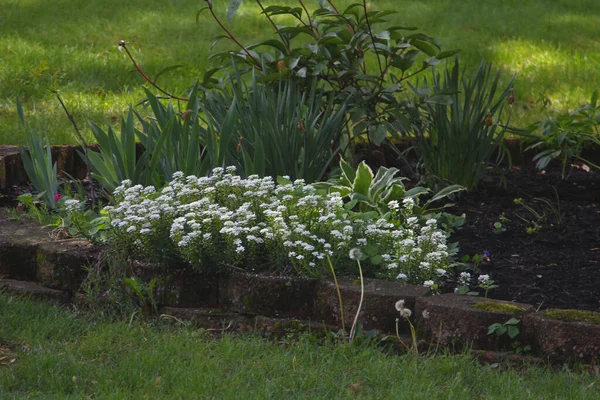 Bahçede Çiçek Açan Güzel Beyaz Çiçekler — Stok fotoğraf