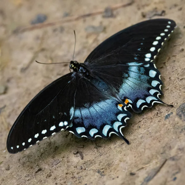Крупним Планом Чорно Синій Метелик Камені — стокове фото