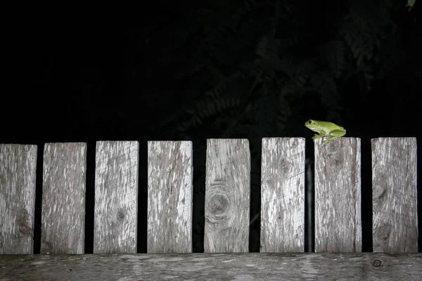 Frog Wooden Fence Dark Background — Stock Photo, Image