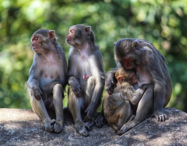 원숭이 가족의 과푸른 배경에서 새끼에게 먹이는 원숭이의 — 스톡 사진