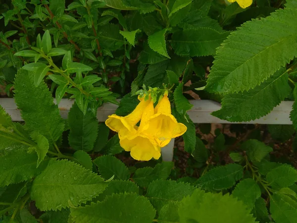 Három Sárga Virág Levelekkel Háttérben — Stock Fotó