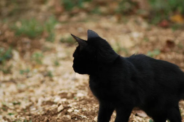 Close Gato Preto Adorável Olhando Para Trás Chão — Fotografia de Stock