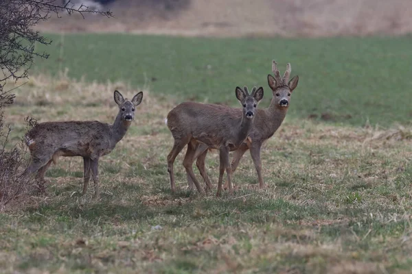 Troupeau Cerfs Extérieur Dans Champ Pologne Pendant Journée — Photo