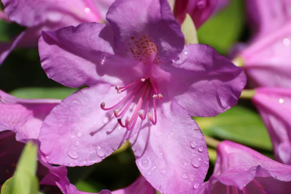 Eine Nahaufnahme Lila Rhododendron Blüten Auf Verschwommenem Hintergrund — Stockfoto