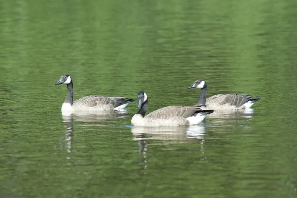 Ein Schwarm Gänse Schwimmt Tagsüber Einem See — Stockfoto