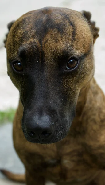 Eine Vertikale Aufnahme Eines Braunen Hundekopfes Mit Abgeschnittenen Ohren Freien — Stockfoto