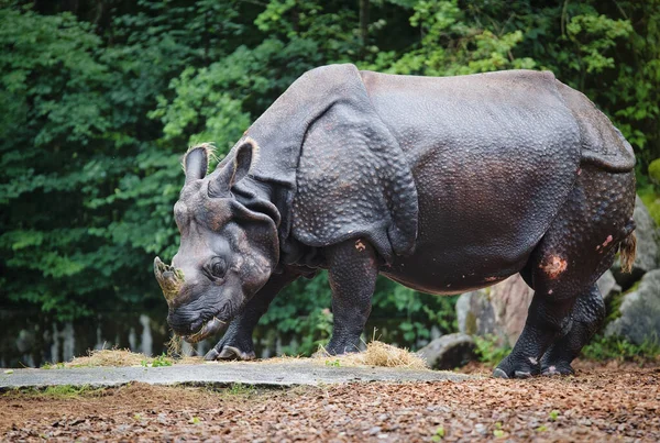 Крупним Планом Великий Чорний Носоріг Стоїть Землі Природі — стокове фото