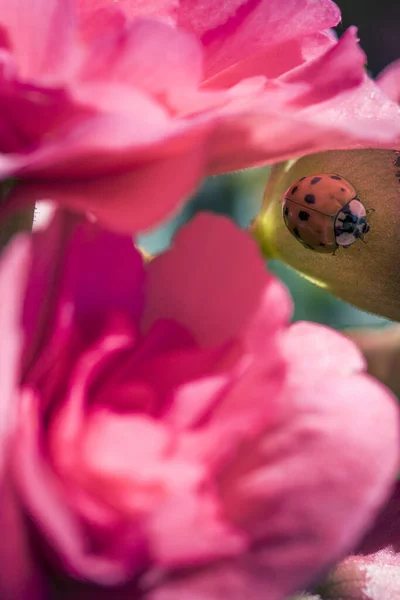 Disparo Vertical Una Mariquita Sobre Flores Color Rosa Brillante Bajo — Foto de Stock