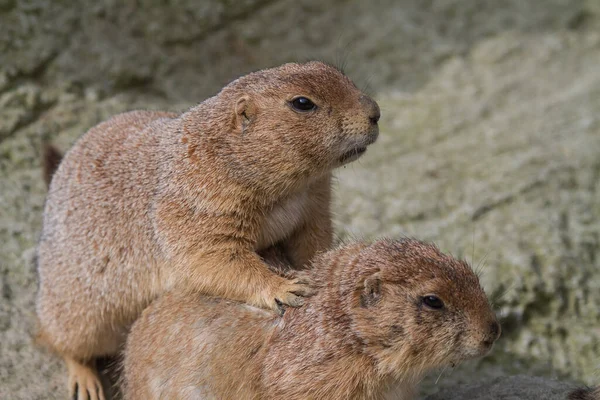 Retrato Duas Marmotas Marmotas Marmota Sentadas Uma Após Outra — Fotografia de Stock
