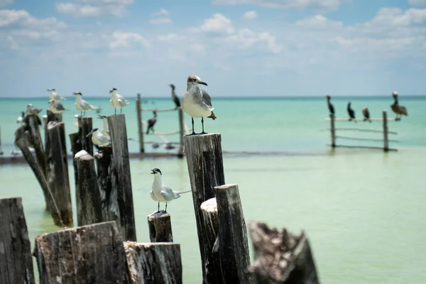 Seagulls Standing Wooden Columns Azure Ocean — Stock Photo, Image