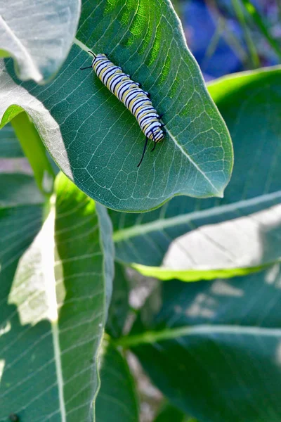 Een Verticaal Close Shot Van Een Rups Groene Planten — Stockfoto