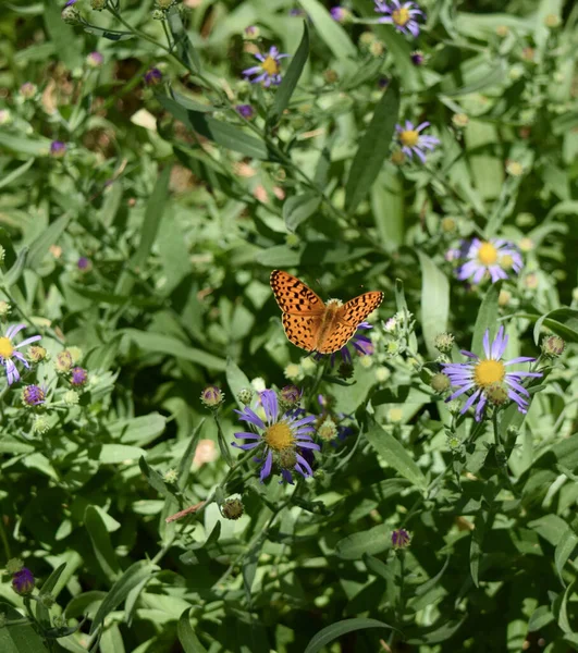 Egy Közeli Kép Egy Narancssárga Mintás Pillangóról Egy Virágon — Stock Fotó