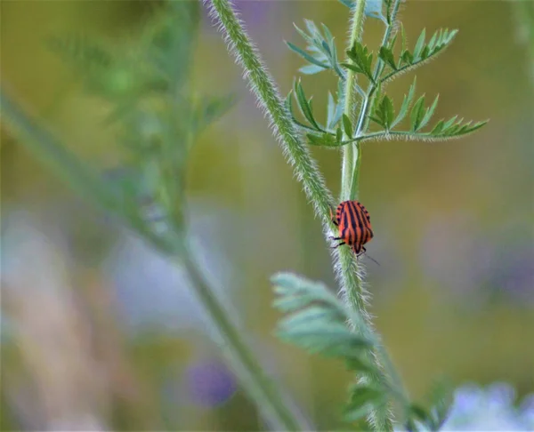 Ein Selektiver Fokus Eines Orange Gestreiften Käfers Auf Die Grüne — Stockfoto