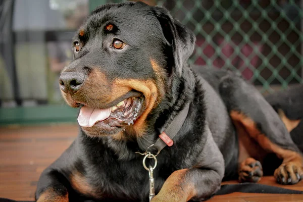 Close Cão Rottweiler Preto Bonito — Fotografia de Stock