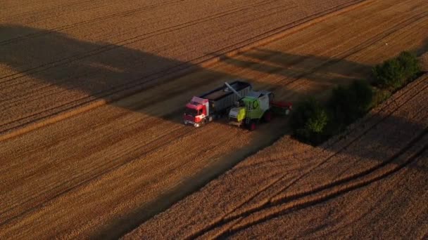 Vista Aerea Drone Mietitrebbia Campo Terreni Agricoli Raccolta Agricoltura — Video Stock