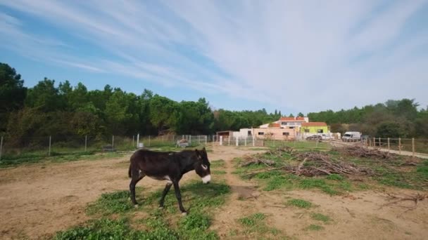 Gyönyörű Kilátás Nyílik Egy Farmra Faluban — Stock videók