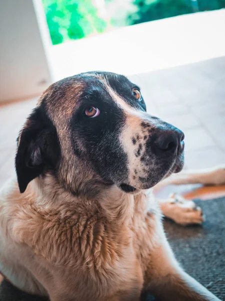 Chien Mignon Rafeiro Alentejo Regardant Caméra Avec Des Yeux Chiot — Photo