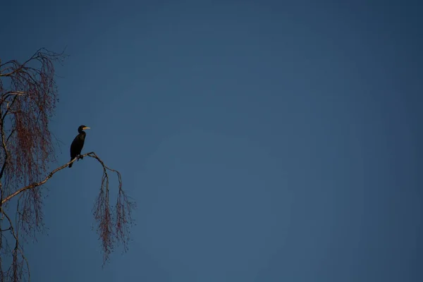 Ein Schwarzer Kormoran Sitzt Auf Einem Birkenzweig — Stockfoto