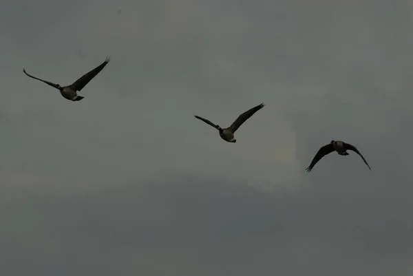 Flock Birds Flying Dark Storm Sky — Stock Photo, Image