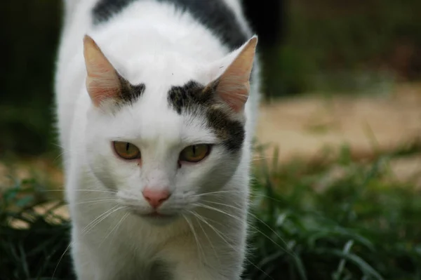 Retrato Gato Adorável Com Rosto Sério Andando Grama — Fotografia de Stock