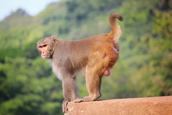 Eine Nahaufnahme Eines Aggressiven Alphamännchens Mit Makakenaffen Auf Verschwommenem Dschungel — Stockfoto