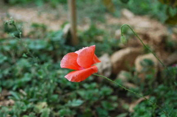 Vertikal Bild Röd Vallmoblomma Som Växer Trädgården — Stockfoto