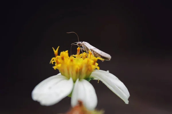 Ένα Κοντινό Πλάνο Ενός Εντόμου Ένα Λευκό Λουλούδι Ρηχή Εστίαση — Φωτογραφία Αρχείου