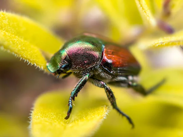 Primer Plano Insecto Una Flor Amarilla — Foto de Stock