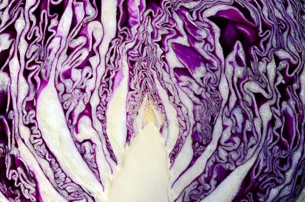 Ein Querschnitt Durch Ein Rotes Blatt Kohl — Stockfoto