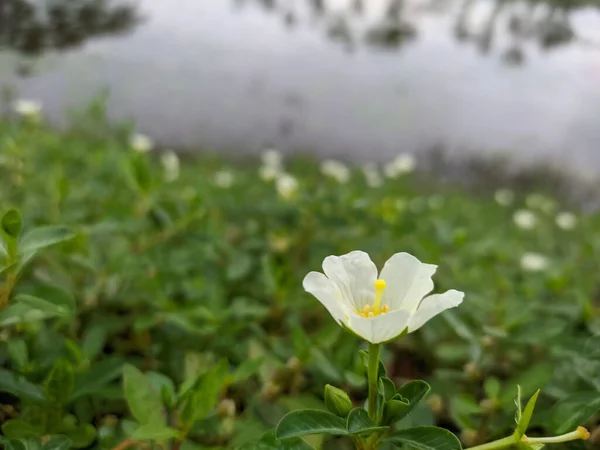 Nierembergia Közönséges Név Cupflower Egy Gyönyörű Kis Virág — Stock Fotó