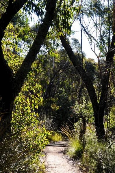 Widok Cliff Top Walking Track Blackheath Blue Mountains Australii — Zdjęcie stockowe