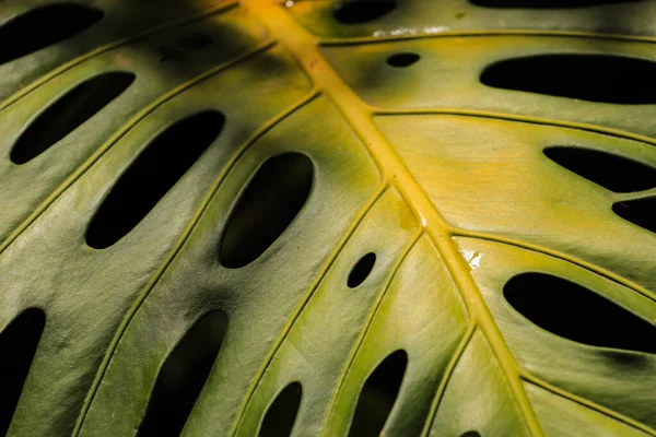 Зелений Тропічний Ліс Монстра Вирушає Тропічних Джунглів — стокове фото