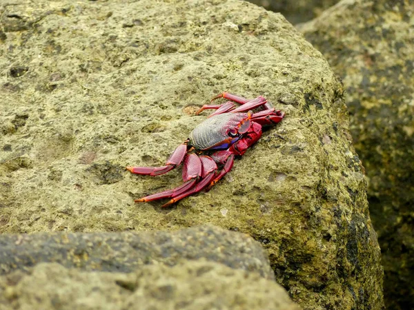 Caranguejo Mar Sentado Uma Rocha Molhada Perto Mar — Fotografia de Stock