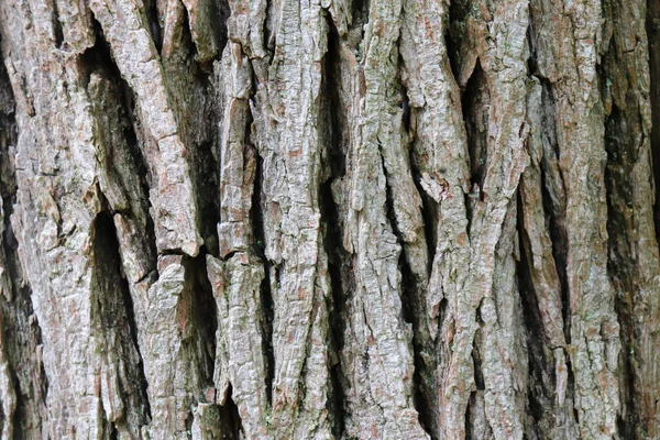 Holz Textur Hintergrund Für Copyspace — Stockfoto