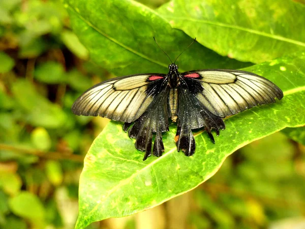 Mariposa Negra Roja Sentada Sobre Una Hoja Verde — Foto de Stock