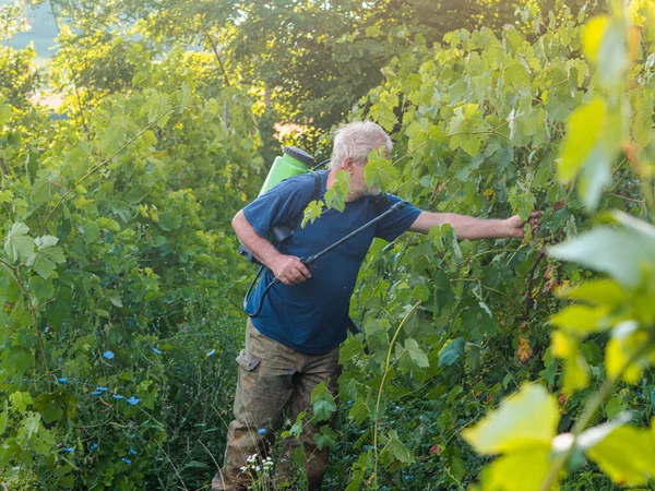 Senior Caucasian European Farmer Spraying Fungicide Organic Grape Vines Plants — Stockfoto