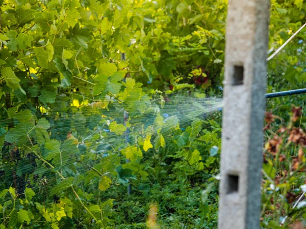 Petani Senior European Yang Menyemprotkan Fungisida Tanaman Anggur Organik Selama — Stok Foto