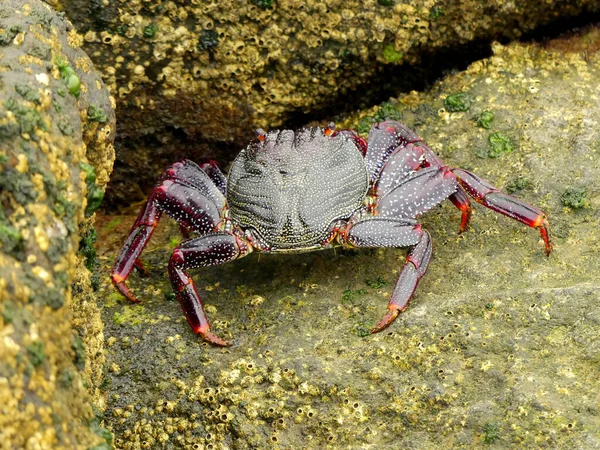 Sea Crab Sitting Wet Rock Sea — Stockfoto