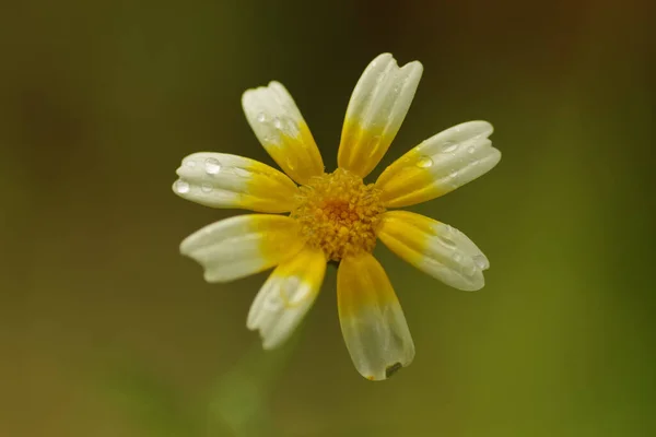 黄白色的金银花 与雨滴的特写 背景为自然绿色 — 图库照片