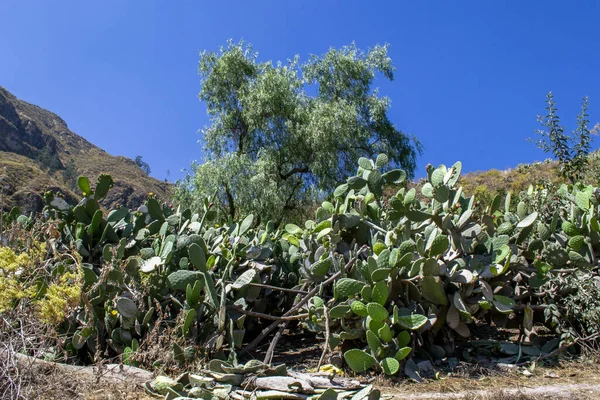 Pear cactus plant in the peruvian mountains.