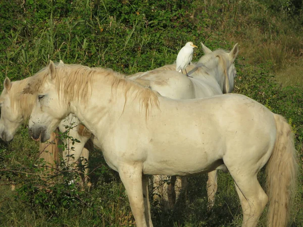 Konie Camargue Mokradłach Żołędziem — Zdjęcie stockowe