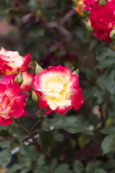 Разнообразные Красивые Места Розовом Парке — стоковое фото